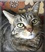 Daisy the Domestic Shorthair Tabby