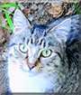 Mittens the Domestic Shorthair Tabby