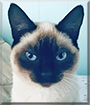 Rudy the Siamese, the Cat of the Day