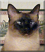 Chase the Siamese mix