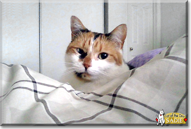 Sadie the Calico, the Cat of the Day