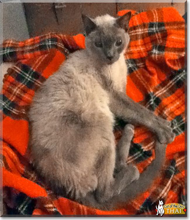 Thai the Siamese/Tonkinese mix, the Cat of the Day