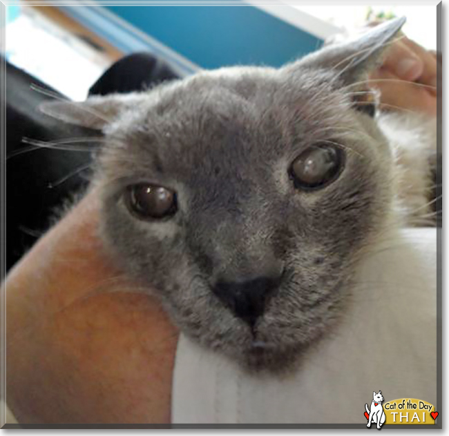 Thai the Siamese/Tonkinese mix, the Cat of the Day