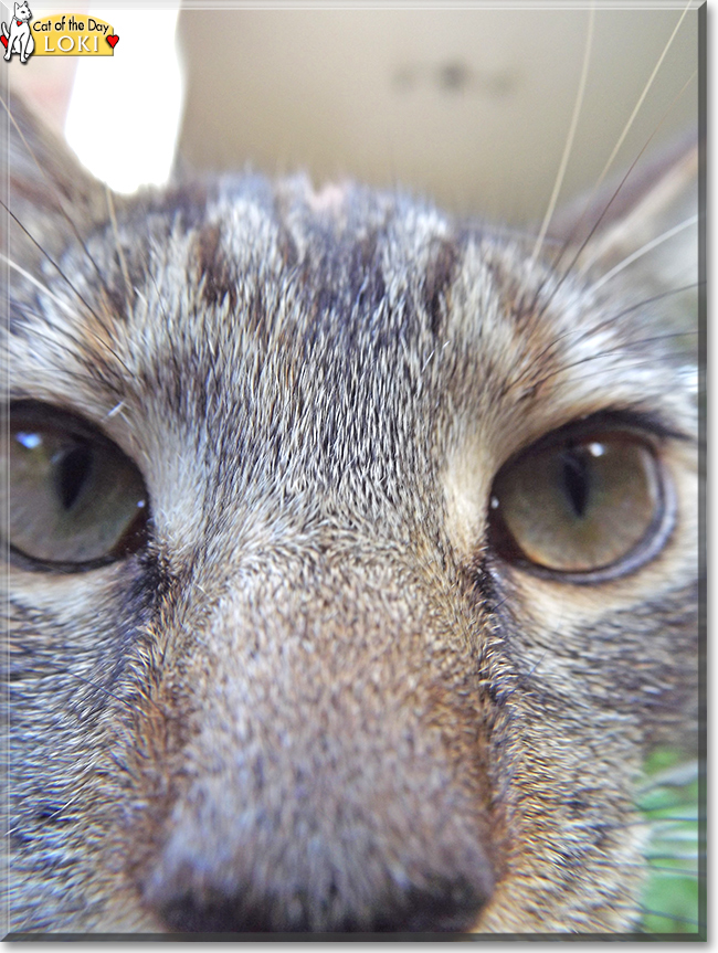 Loki the Tabby, the Cat of the Day