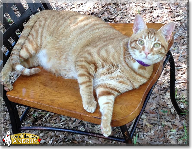 Andrus the Orange Tabby, the Cat of the Day