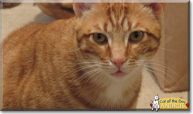 Andrus the Orange Tabby, the Cat of the Day