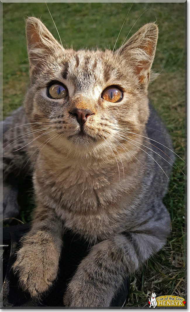 Henryk the Tabby, the Cat of the Day