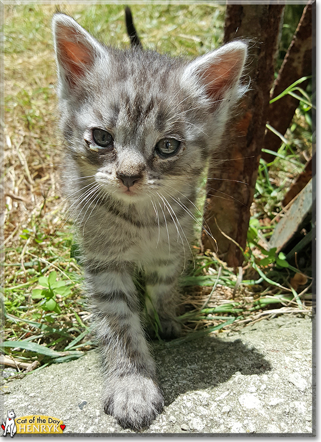 Henryk the Tabby, the Cat of the Day