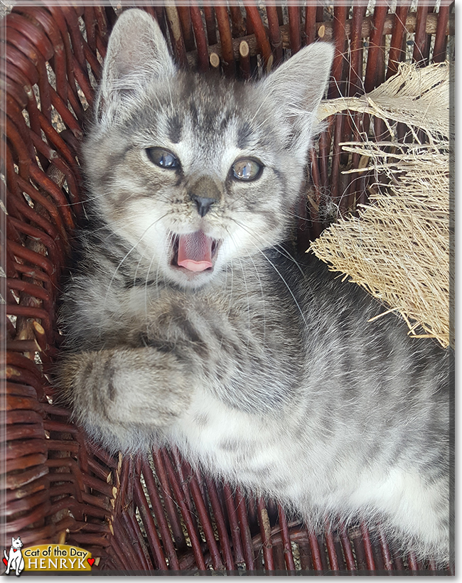 Henryk the Tabby, the Cat of the Day