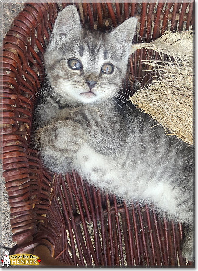 Henryk the Tabby, the Cat of the Day