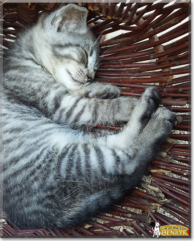 Henryk the Tabby, the Cat of the Day