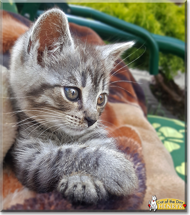 Henryk the Tabby, the Cat of the Day