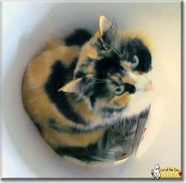 Nima the Calico Longhair, the Cat of the Day