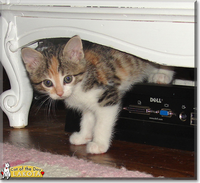 Lakota the Calico, the Cat of the Day