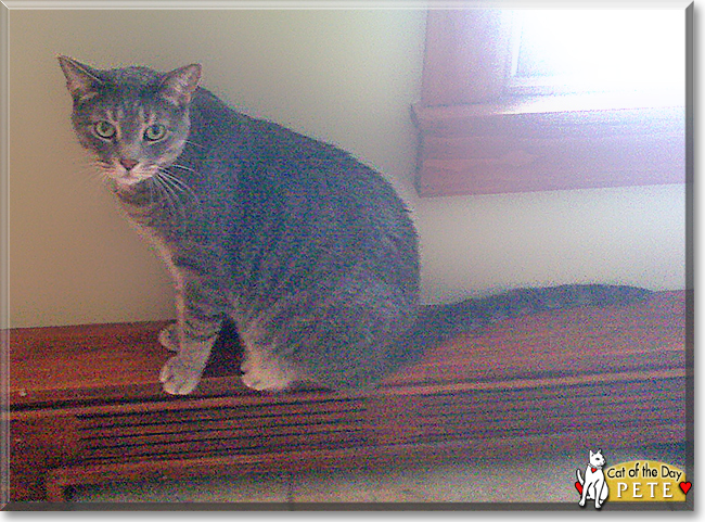 Pete the Grey Tabby mix, the Cat of the Day