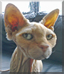 Blootje the Sphynx/Devon Rex mix