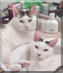 Romeo, Comet the Domestic Shorthairs