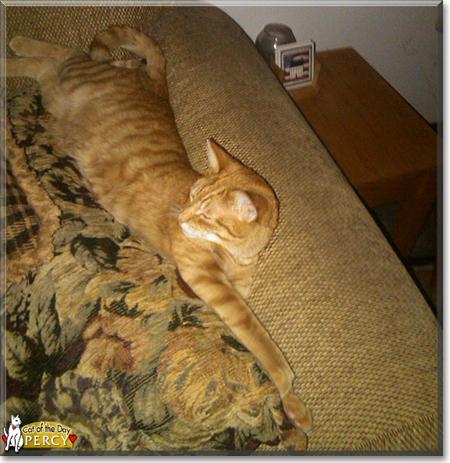 Percy the Orange Tabby, the Cat of the Day