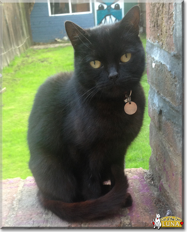 Luna the Domestic Shorthair, the Cat of the Day