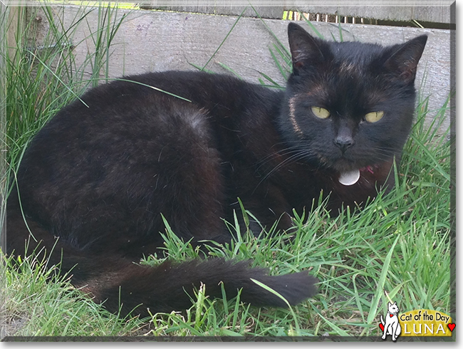 Luna the Domestic Shorthair, the Cat of the Day