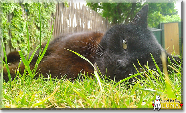 Luna the Domestic Shorthair, the Cat of the Day