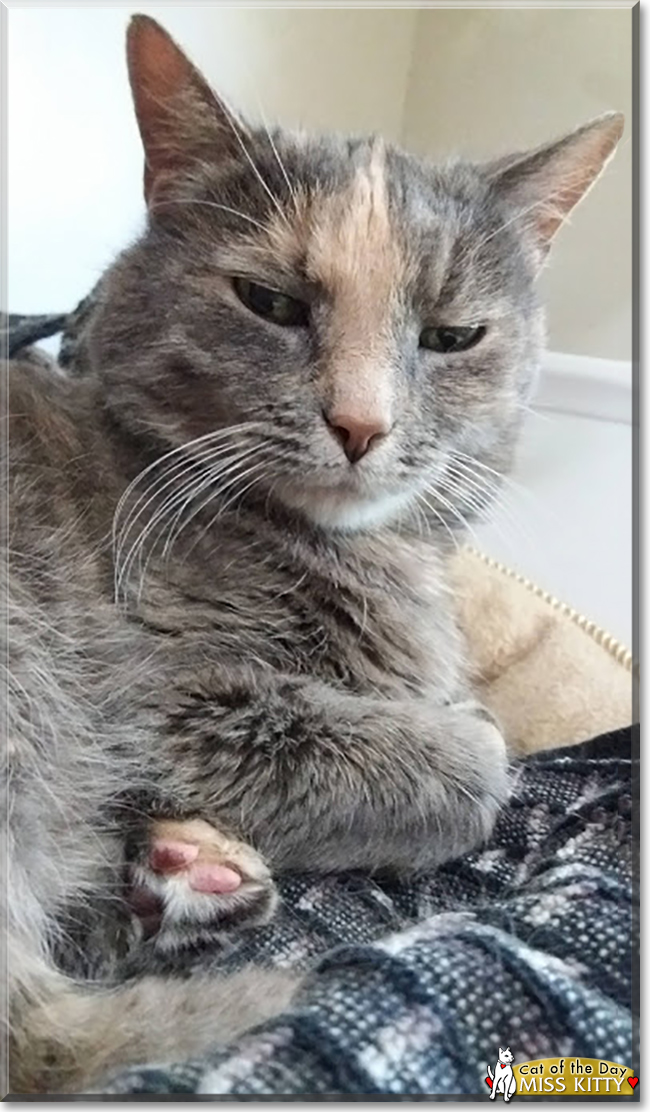 Miss Kitty the Dilute Tortoiseshell, the Cat of the Day