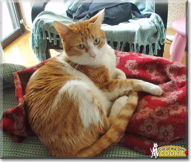 Cookie the Orange Tabby, the Cat of the Day