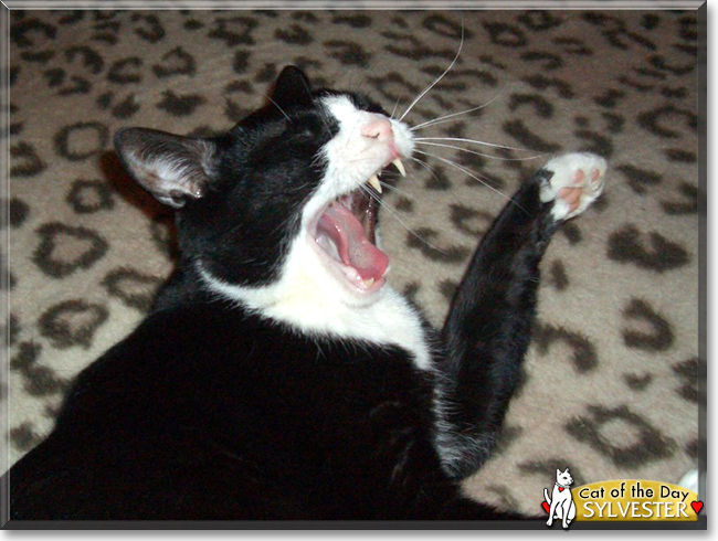 Sylvester the American Shorthair Tuxedo, the Cat of the Day