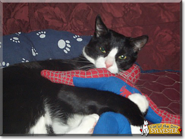 Sylvester the American Shorthair Tuxedo, the Cat of the Day