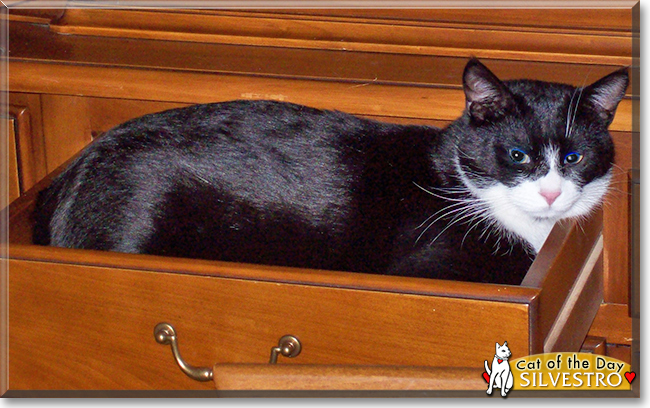 Silvestro the Tuxedo Shorthair, the Cat of the Day