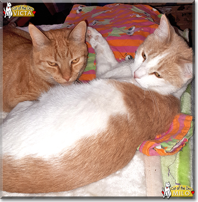 Victa & Milo the Domestic Shorthairs the Cat of the Day