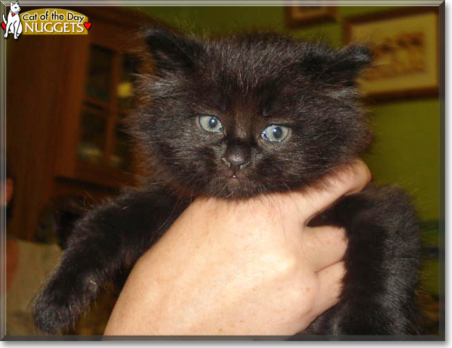 Nuggets the Domestic Longhair, the Cat of the Day