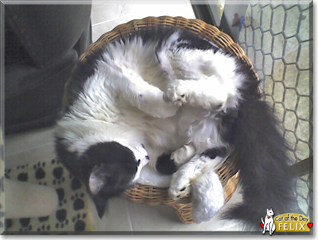 Felix the Tuxedo Longhair, the Cat of the Day