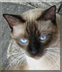 Mico the Siamese mix