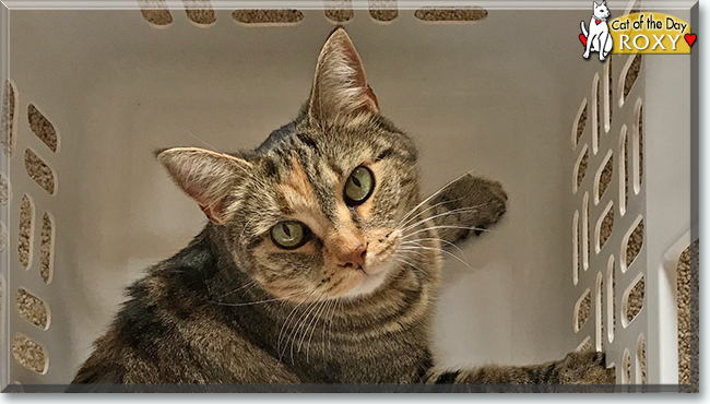 Roxy the Domestic Shorthair Tabby, the Cat of the Day