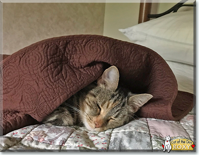 Roxy the Domestic Shorthair Tabby, the Cat of the Day