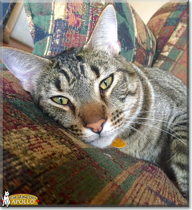 Apollo the Tabby, the Cat of the Day