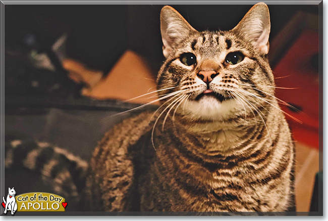 Apollo the Tabby, the Cat of the Day