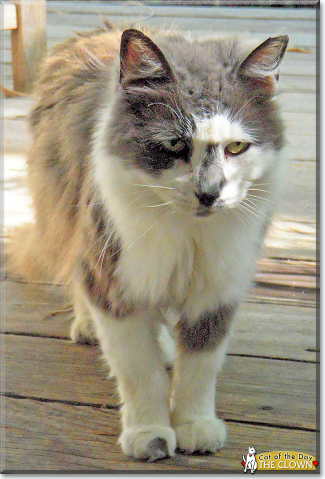 The Clown the Cat, the Cat of the Day