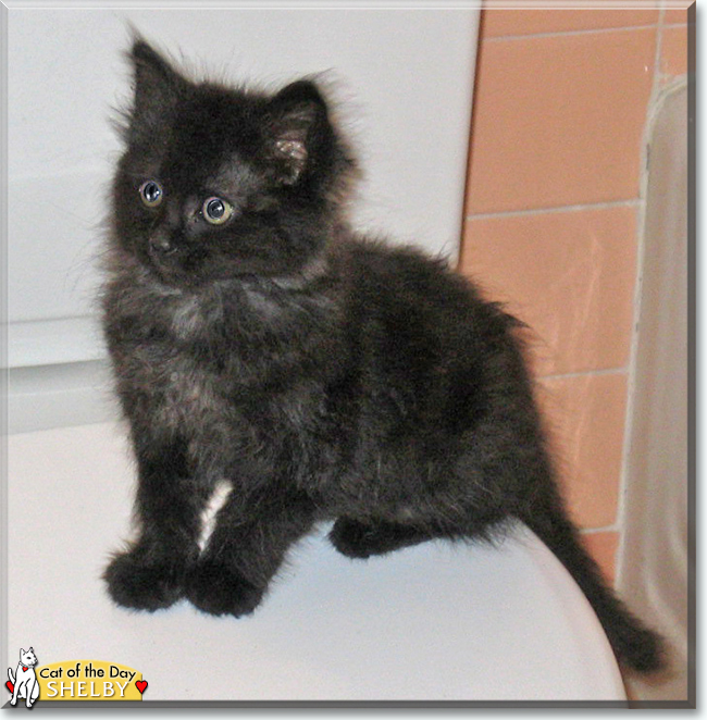 Shelby the Domestic Longhair, the Cat of the Day