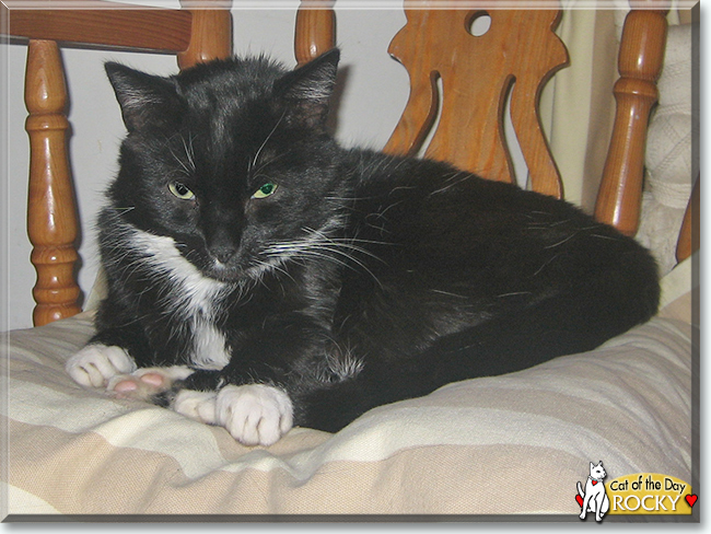 Rocky the Tuxedo Cat, the Cat of the Day