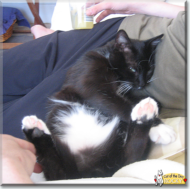 Rocky the Tuxedo Cat, the Cat of the Day