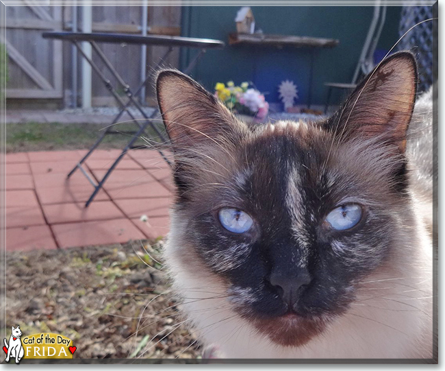 Frida the Balinese, the Cat of the Day