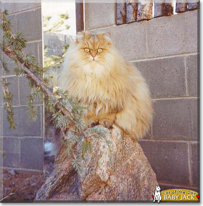 Baby Jack the Persian, the Cat of the Day