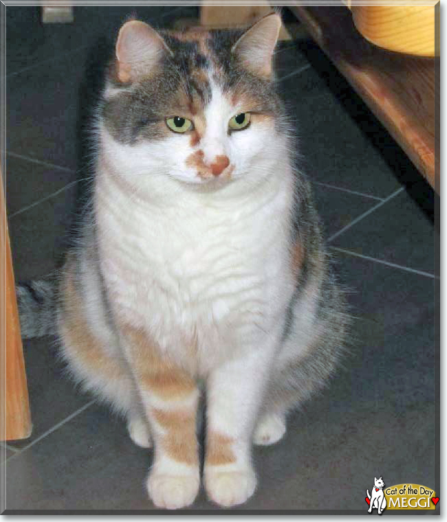 Meggi the Calico, the Cat of the Day