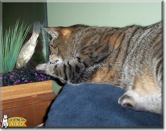 Aiko the Tiger Tabby, the Cat of the Day