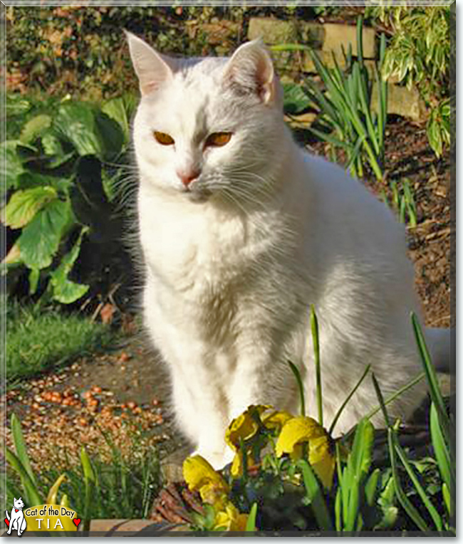 Tia the Domestic Shorthair, the Cat of the Day