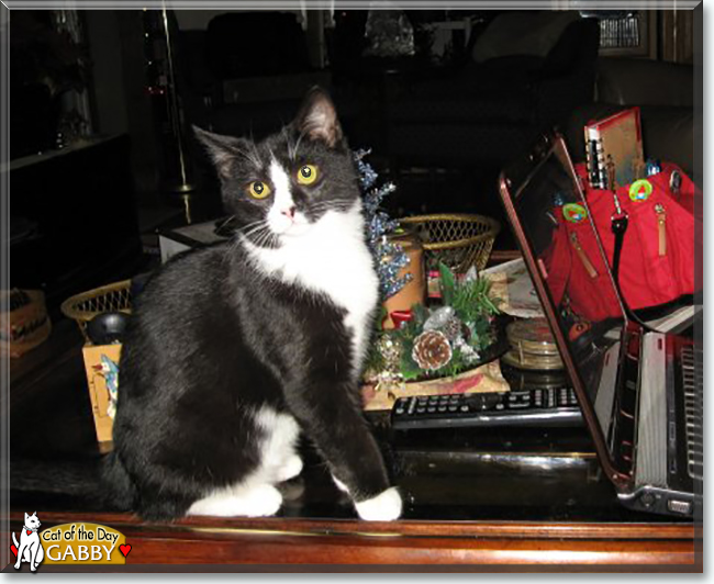 Gabby the Domestic Tuxedo, the Cat of the Day