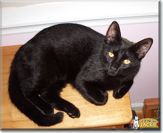 Jackie the Domestic Mediumhair, the Cat of the Day