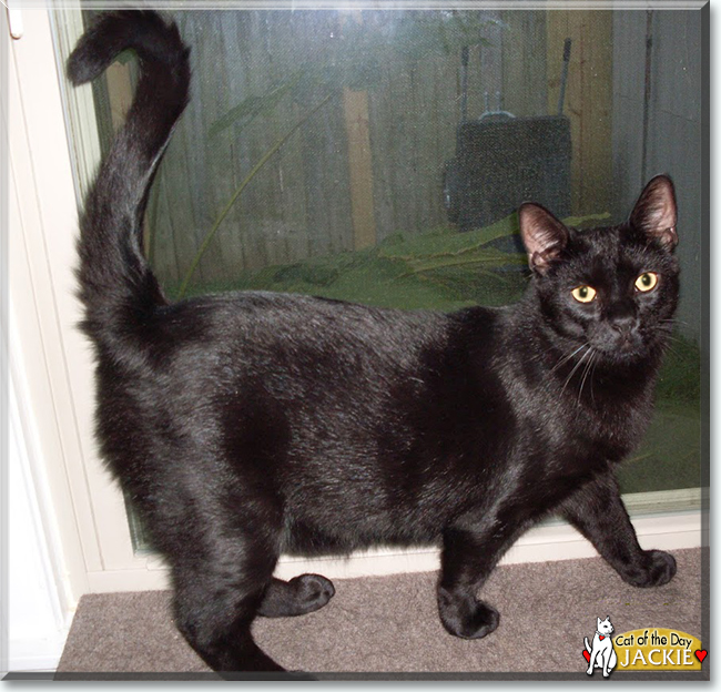 Jackie the Domestic Mediumhair, the Cat of the Day